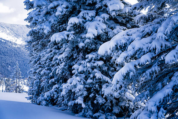 Snow covered creek in forest