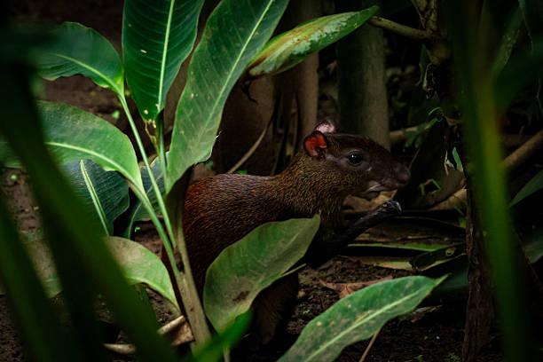 Small mammal from Costa Rica