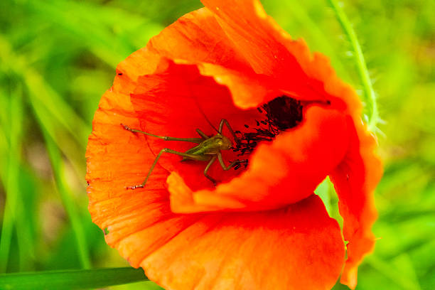 A green grasshopper sitting on blooming red poppy flower on blurred green grass background