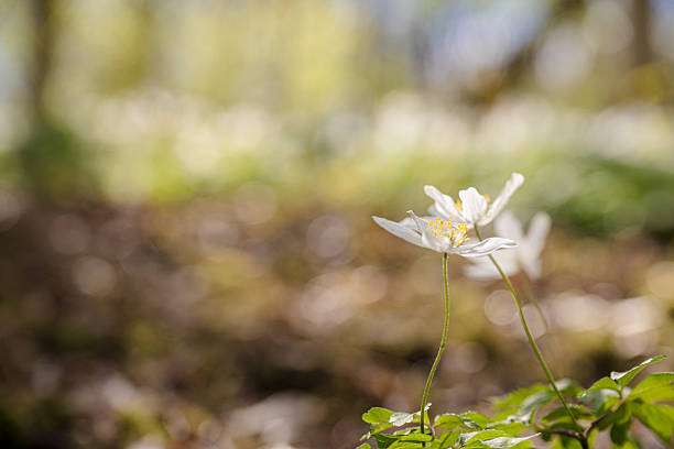 Close up wood anemone Anemone nemorosa with soft background