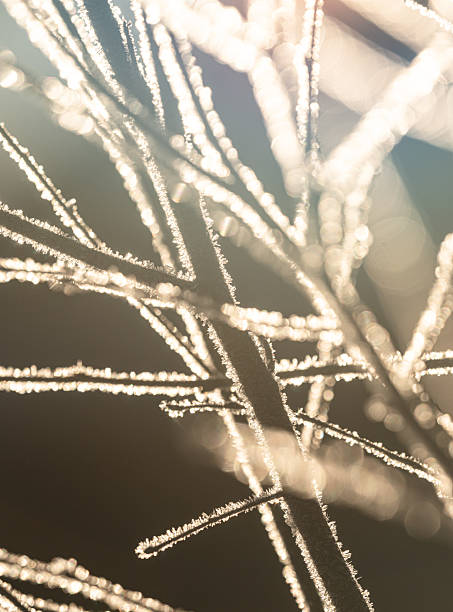 Winter sunlight illuminating frost covered branches in soft focus