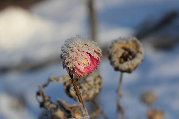 Frosted Pink Flower Bud in Winter