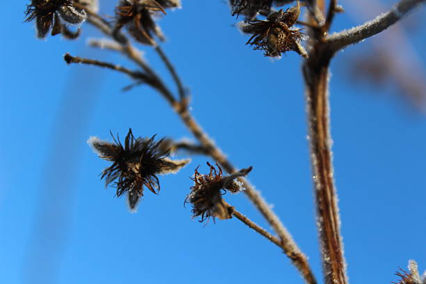 The bright tendrils of a tree blooms are contrasted against a dark background.