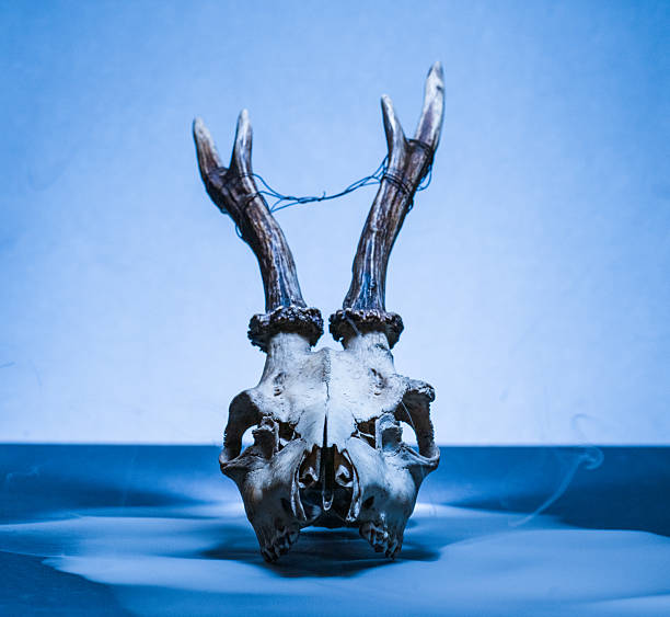 Animal cranium jaw by waters edge