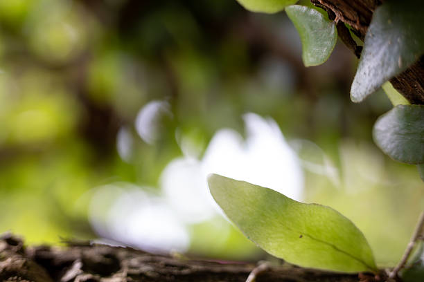Green Leaf on Tree Bark with Soft Bokeh and Natural Light