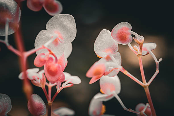 Delicate Pink Begonia Flowers with Soft Focus and Natural Light
