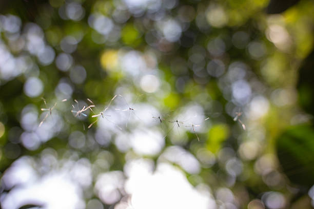 istock Spiderlings Ballooning on Fine Silk Threads with Soft Green Bokeh 2255560122