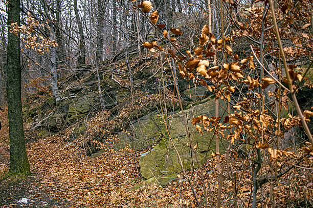 Quiet autumn forest scene with leaf-covered ground, rocky hillside, and bare trees. Warm brown and earthy tones create a calm, natural atmosphere of late fall. Natural woodland landscape with stones, moss, and dry leaves, perfect for concepts of nature, wilderness, hiking, seasonal change, tranquility, and outdoor exploration. Ideal as background or nature-themed content.