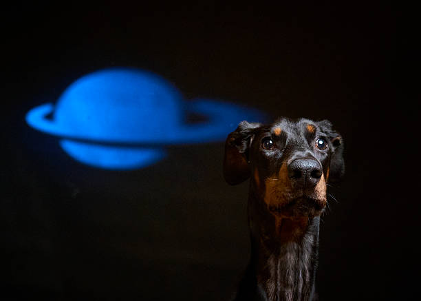 Doberman dog on a black background. Animal photography. Pet photography. Studio photography. Flash photography
