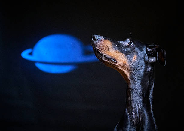 Doberman dog on a black background. Animal photography. Pet photography. Studio photography. Flash photography