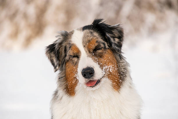 A joyful Aussie dog is smiling with its eyes closed, radiating pure happiness and love. The dog's face is covered with light snow, expressing a sense of bliss during a winter walk.