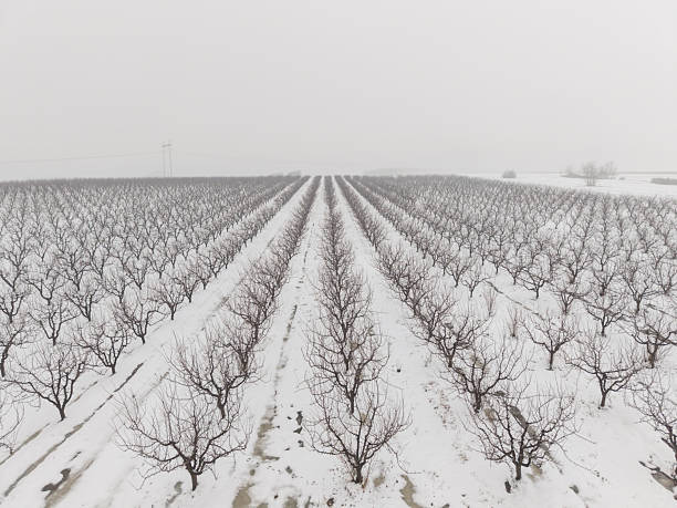 Even rows of wooden posts with remnants of dry plants rise above a deep layer of fresh white snow.