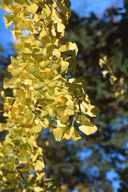 Bright yellow leaves hang from a ginkgo tree branch against a clear blue sky in the afternoon. It is autumn and nature shows its colors. Sunlight filters through the leaves.