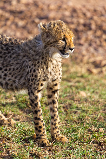 Wild cat Cheetah close up in one of Namibian nature reserves before feeding.