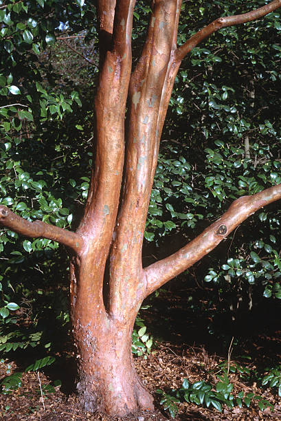 A tree with multiple branches has smooth, brown bark. It is located in a forest area where sunlight filters through the green leaves. The ground is covered with leaves.