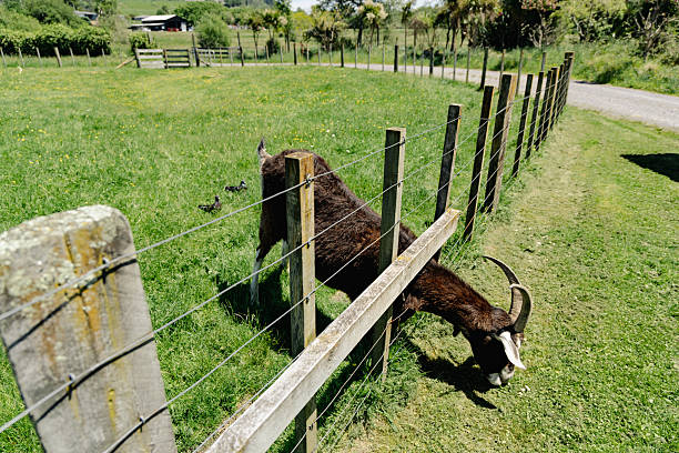 Horned animal stretches head beyond barrier grass pasture meadow grazing wired