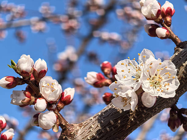 White apricot blossom surrounded by budding flowers against a bright blue sky. The scene captures the essence of spring and nature's beauty.