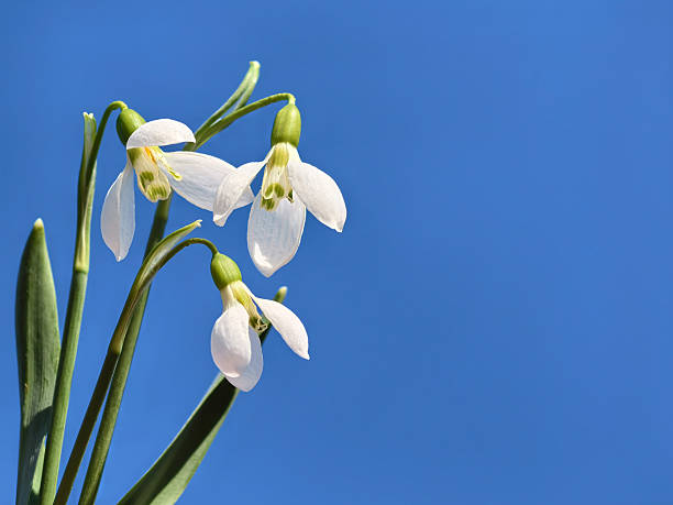 A close-up photo of beautiful snowdrop flowers on a blue sky background. Space for copy.
