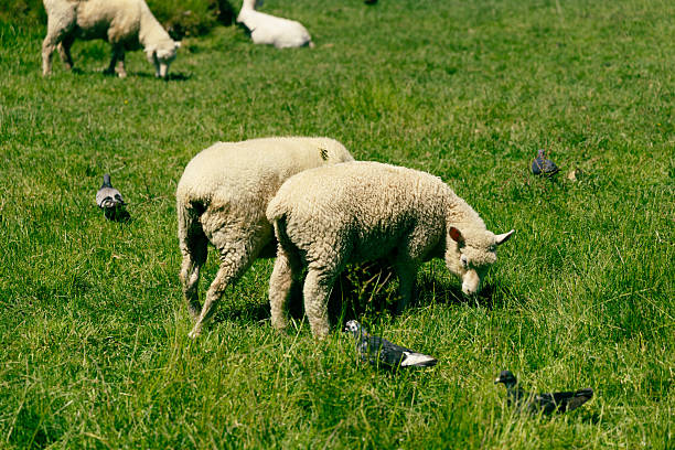 Sheep - stood on a grassy meadow bankside on an sunny Spring day in May within the United Kingdom