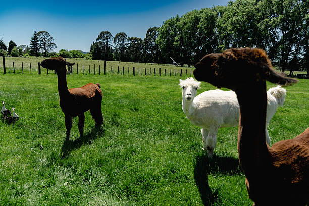 istock Alpacas Grazing Sunny Pasture Beside Green Trees 2255584624