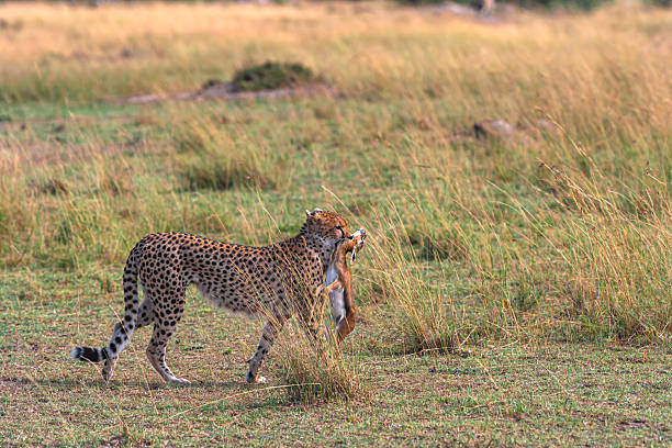 A cheetah in the savannah is sleek, swift, and focused. Its spotted coat, incredible speed, and sharp gaze exemplify agility, beauty, and survival in the wild, making it a symbol of grace and precision in nature.