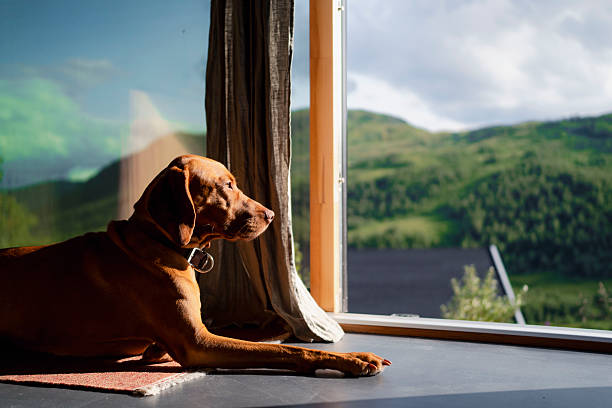 Dog resting indoors by a window while looking out at green mountains in Sogndal, Norway. Peaceful home scene combining pet lifestyle and Scandinavian nature.