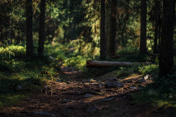 Natural forest path winding through evergreen woodland in Innlandet County, Norway during summer season. Dirt trail through pine and conifer trees in pristine wilderness environment. Vertical format nature photography capturing serene Norwegian forest hiking trail.