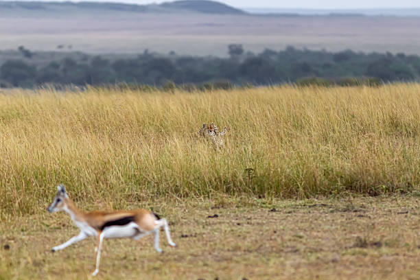 Cheetah (Acinonyx jubatus) chasing a wildebeest herd. Ndutu region of Ngorongoro Conservation Area, Tanzania, Africa