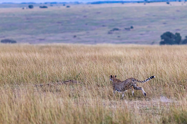 Cheetah and a cub walking in the wild of Masai Mara.