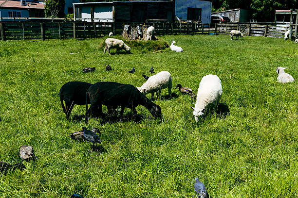 Sheep on pasture on top of hill