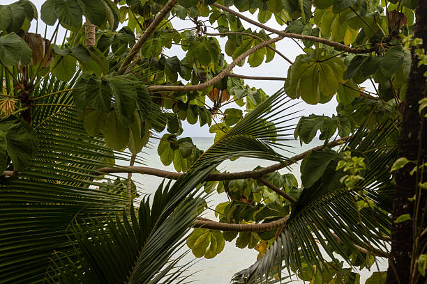 Lush tropical foliage with palm leaves and tree branches framing a calm ocean background, conveying nature, tranquility, and coastal atmosphere.