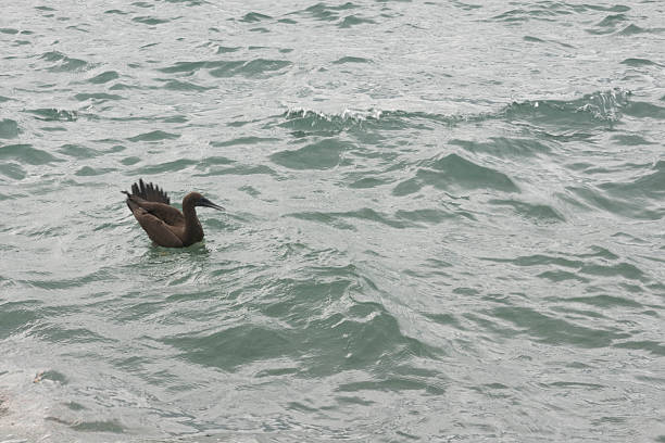 Single seabird resting on gently moving ocean water, highlighting marine wildlife and natural sea textures in a calm coastal scene.