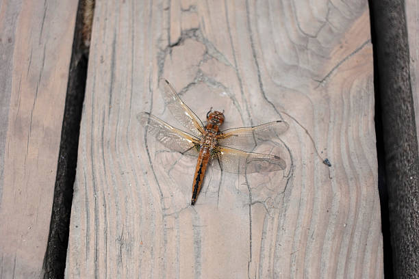 Orange dragonfly with transparent wings resting on aged wooden surface. Natural insect photography ideal for nature, wildlife, and environmental design projects.