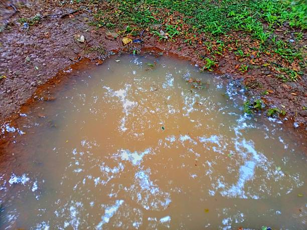 Water puddles in the grassy area