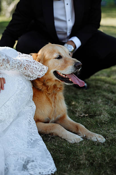 istock Bride and groom wedding with dog 2255600183