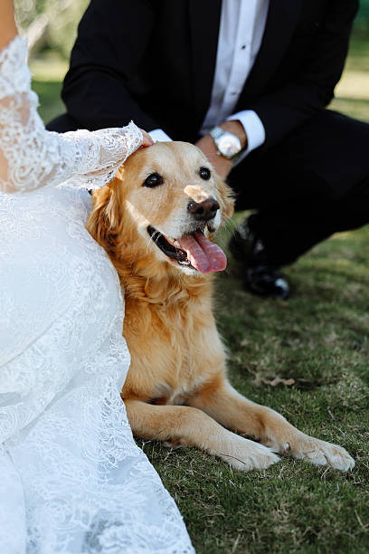 istock Bride and groom wedding with dog 2255600305