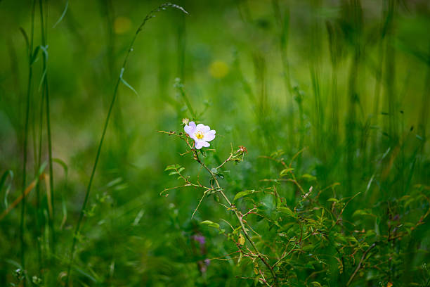 A single pink wildflower in a lush green meadow.