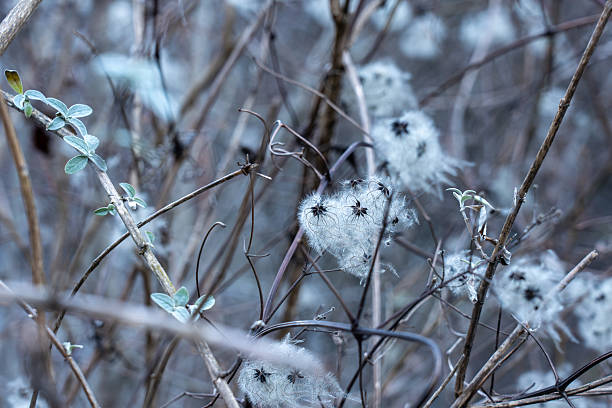 Close-up of Old Man's Beard (Clematis) seed heads on dry branches in winter.