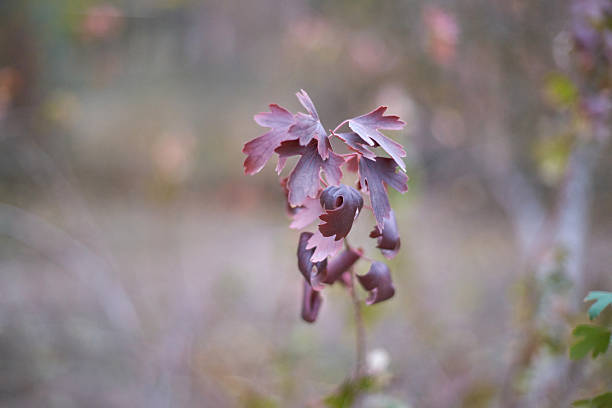 Purple autumn leaf close-up in soft focus with natural background in a tranquil outdoor setting.