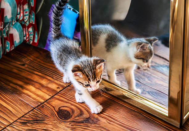 curious domestic shorthair kitten looking intently at its reflection in the mirror walking on a polished wooden floor. at a shelter sponsored by a charity
