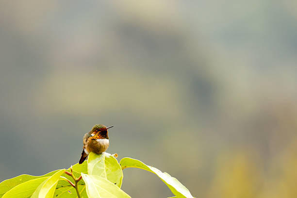 Variety of birds from the high altitude humid and cloud tropical forest. Photographs taken in the area of ​​Los Santos, Costa Rica. Nature in its original and wild state.