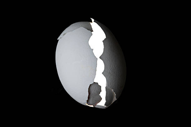 White egg in nest on white background