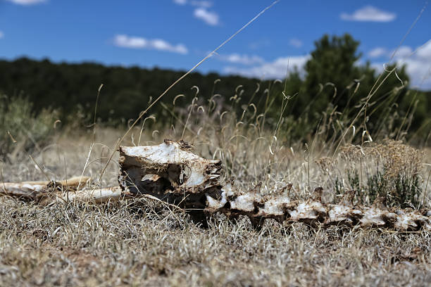 Close-up of bones