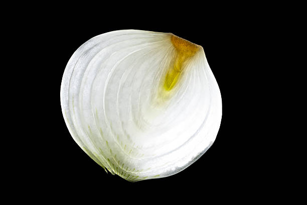 Minimal still life of a single onion cross section isolated on a dark background, revealing delicate translucent layers and natural structure, expressing simplicity, purity, openness, and the elegance of an organic form in its simplest state.