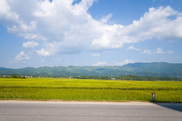 A quiet rural road runs alongside lush green rice paddies under a bright blue sky in Dien Bien Phu, Vietnam. Distant mountains and scattered clouds create a tranquil and expansive countryside view.
