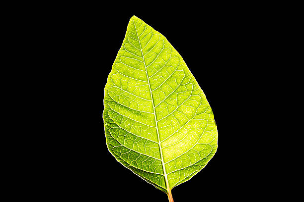 Minimal still life of a single green leaf isolated on a black background, revealing its natural vein structure and organic geometry, expressing simplicity, clarity, purity, and the elegance of nature in its simplest form.