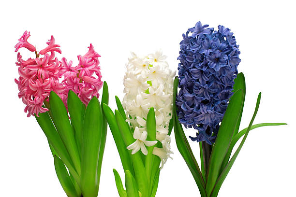 Decorative garden of bright yellow and blue hyacinth flowers, orange tulips, creating colorful S lines on green grass.