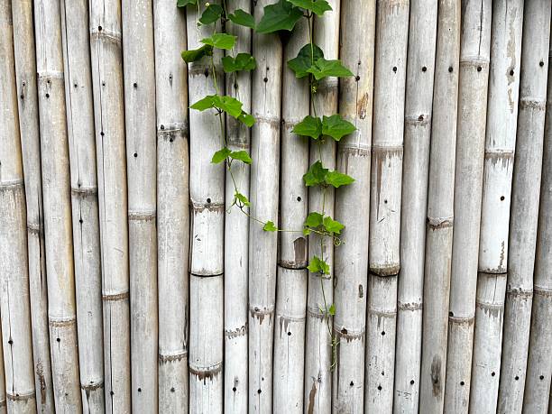 The plant hanging on the bamboo fence