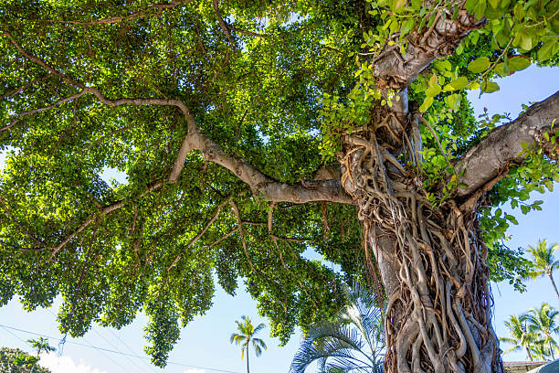 A low-angle close-up shot of a majestic tropical tree in Hawaii, showcasing a thick trunk intertwined with complex aerial roots and climbing vines. The vibrant green leaves of the wide canopy stretch across the frame against a clear blue sky. This image captures the raw beauty of nature, growth, and the exotic botanical diversity found in the Pacific islands