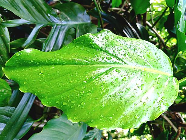 Green leaf texture of anthurium plowmanii with fresh water drops